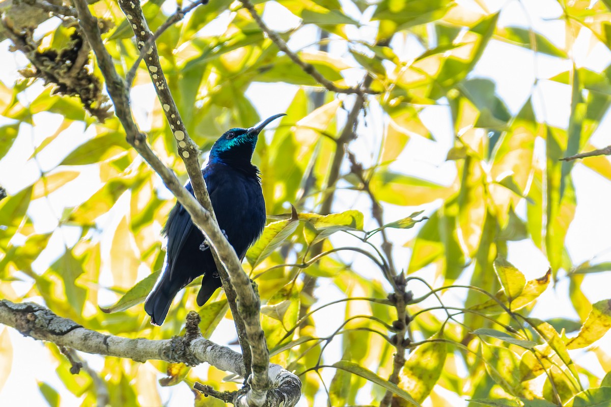 Malagasy Sunbird - ML659252685