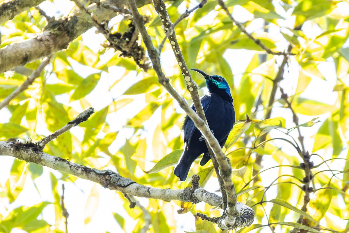 Malagasy Sunbird - ML659252686