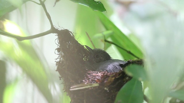 Salvadori's Antwren - ML659253206