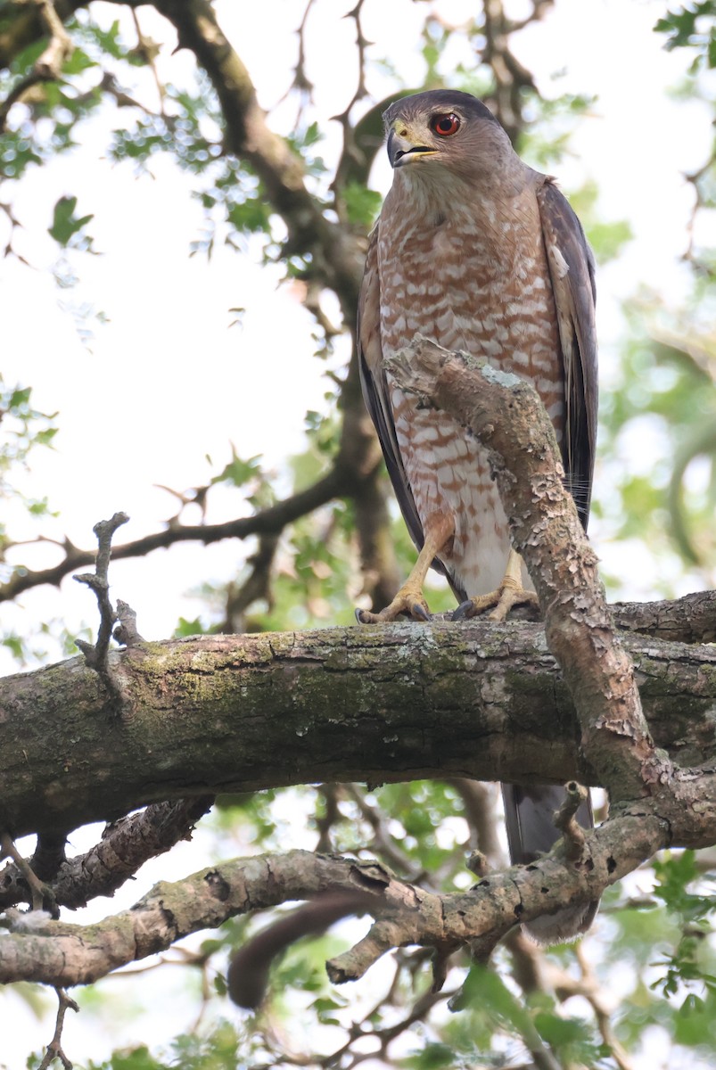 Cooper's Hawk - ML659253391