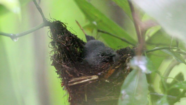 Salvadori's Antwren - ML659253478