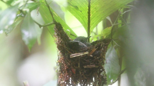 Salvadori's Antwren - ML659253511