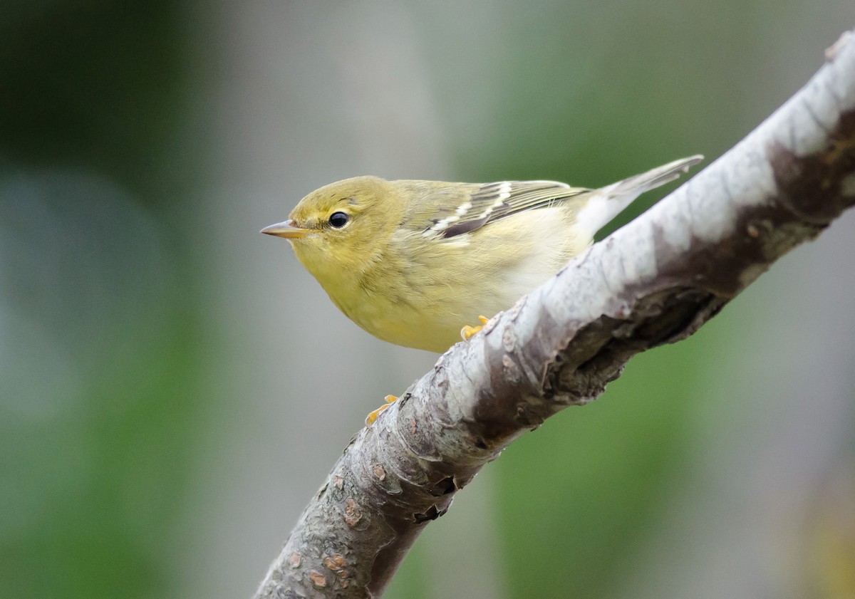 Blackpoll Warbler - ML65925371