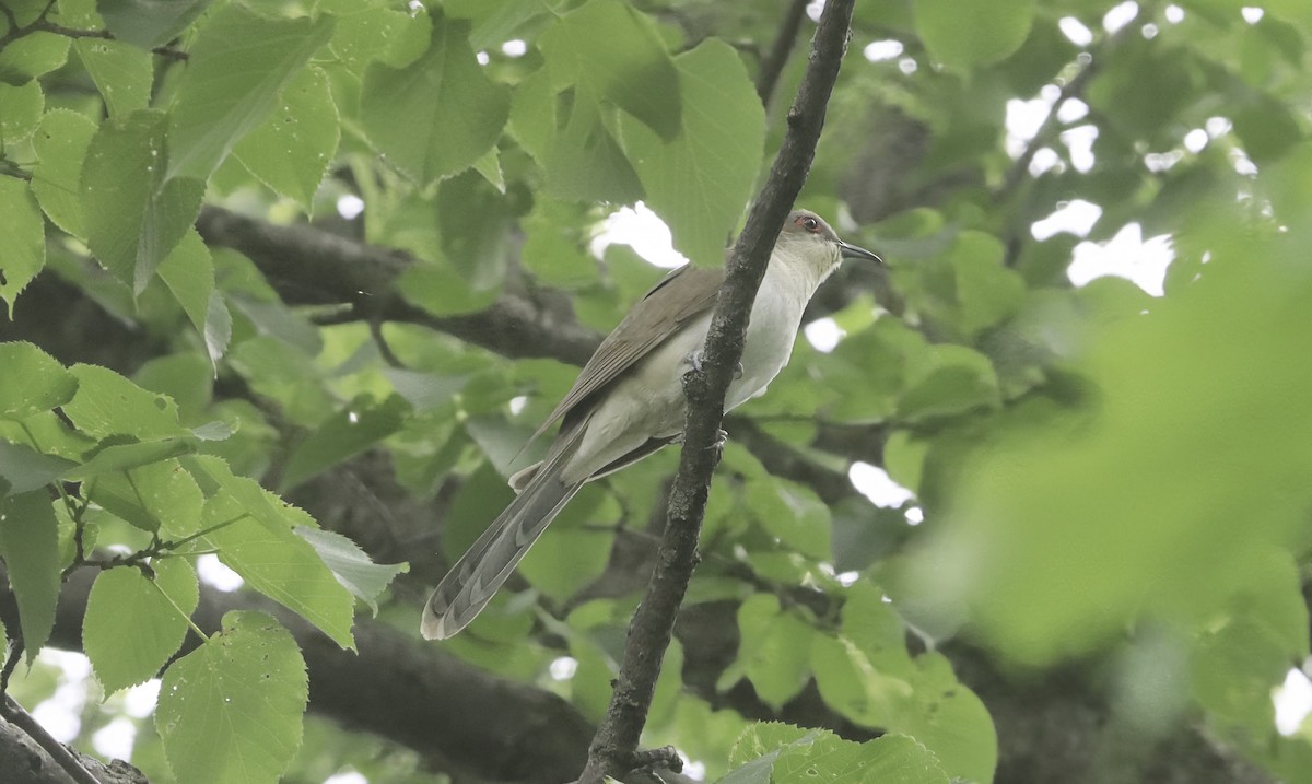 Black-billed Cuckoo - ML659254128