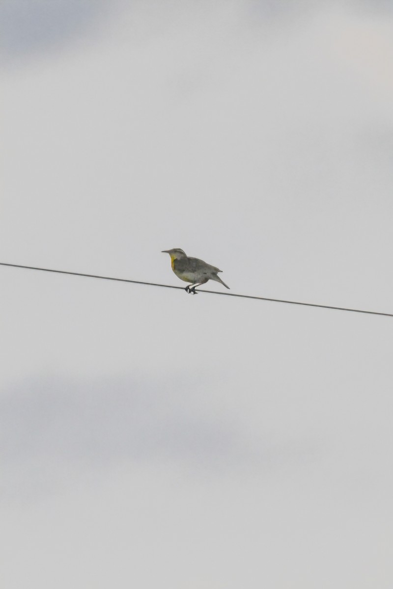 Western Meadowlark - ML659254135