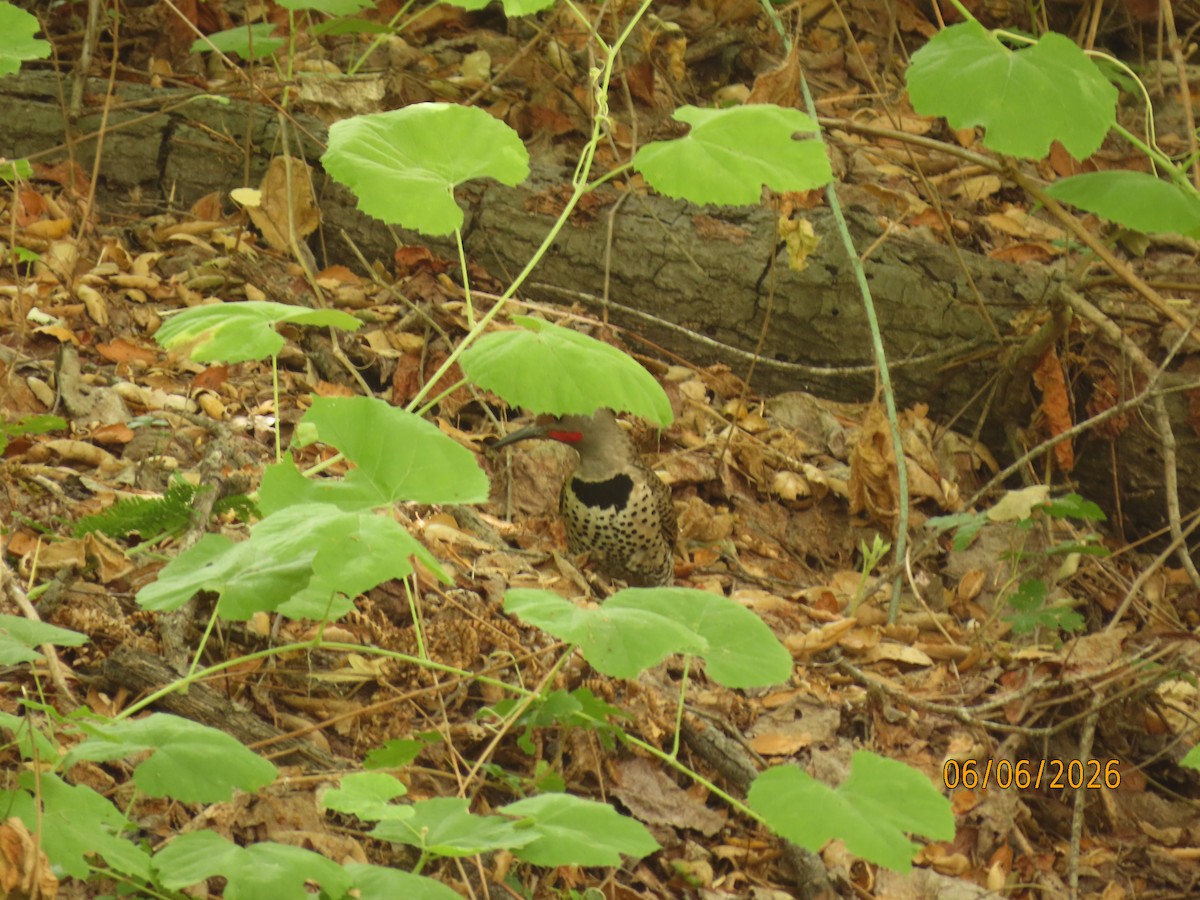 Northern Flicker - ML659254139