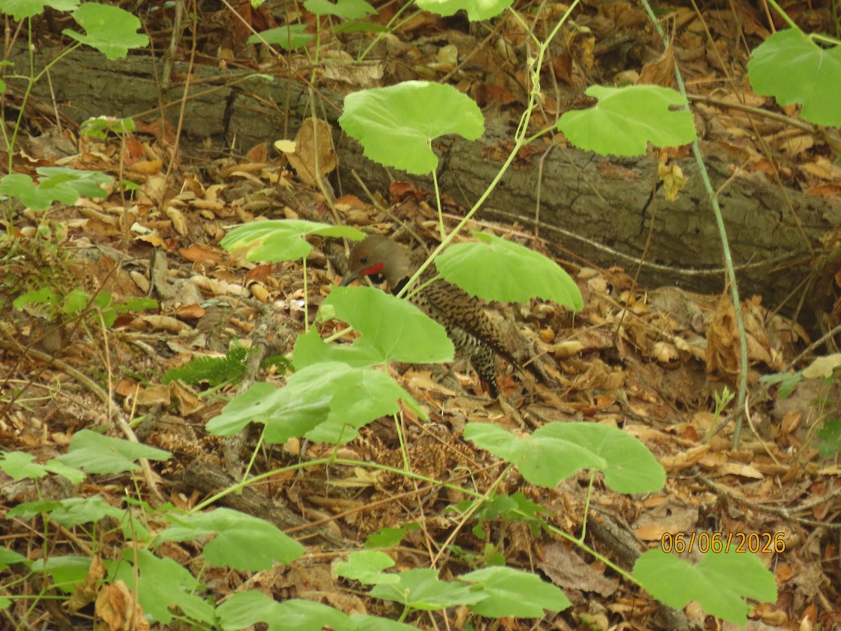 Northern Flicker - ML659254147
