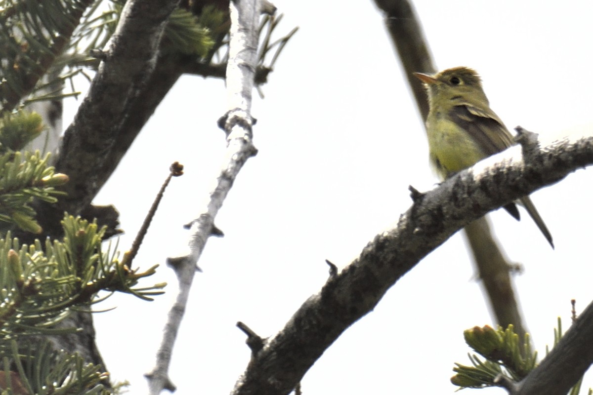 Western Flycatcher - ML659254148