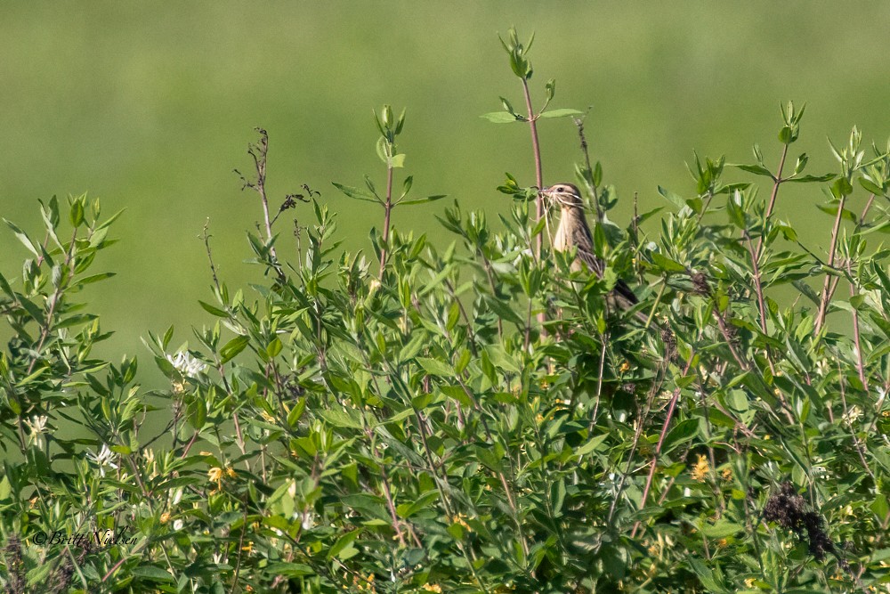 Bobolink - ML659254157
