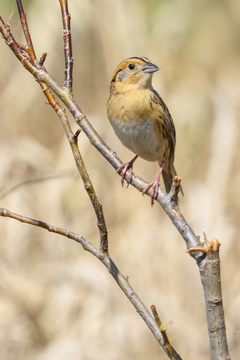 LeConte's Sparrow - ML659254160