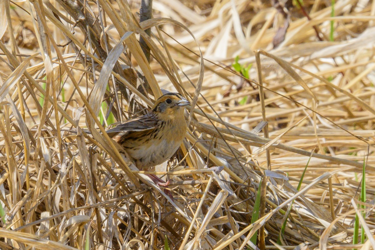 LeConte's Sparrow - ML659254161