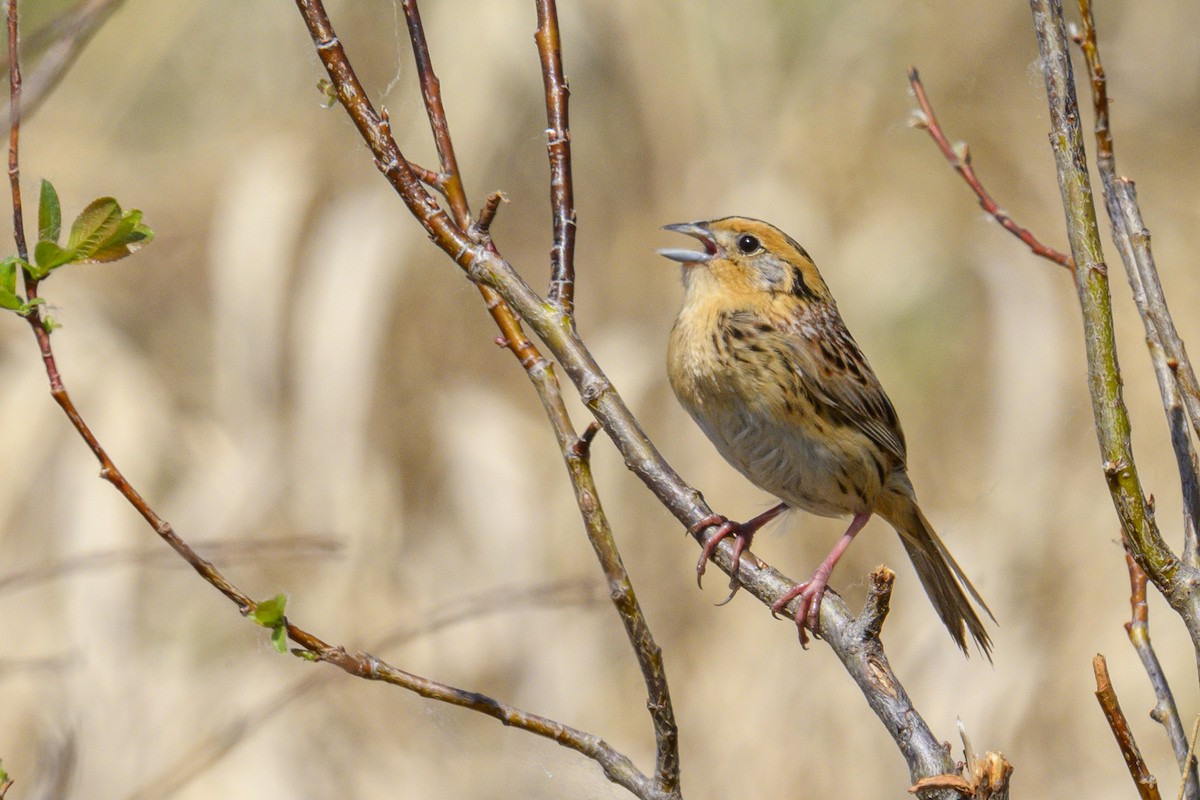 LeConte's Sparrow - ML659254163