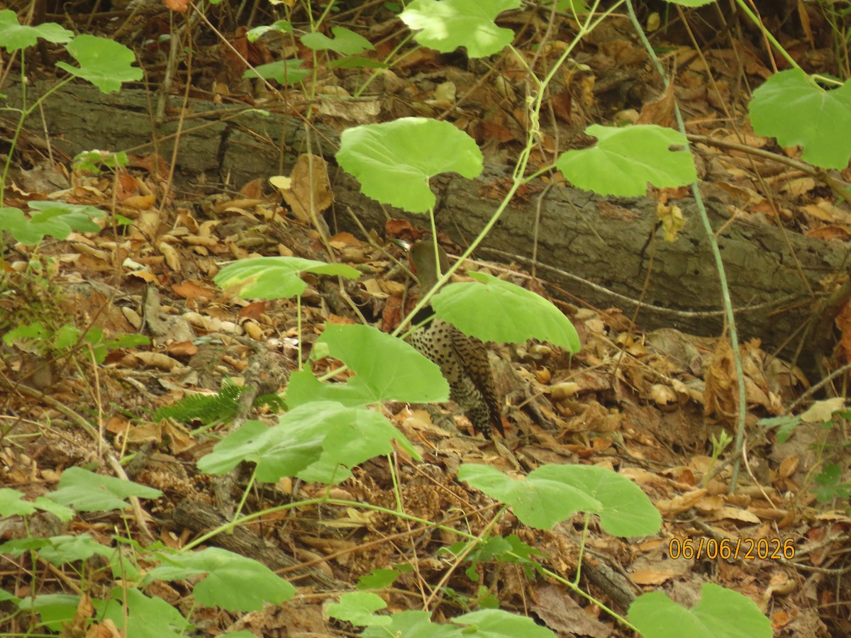 Northern Flicker - ML659254164