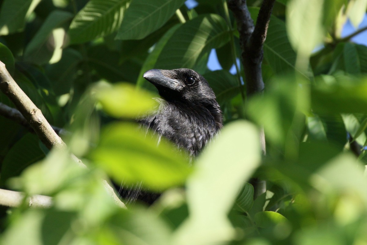 Large-billed Crow - ML659254166