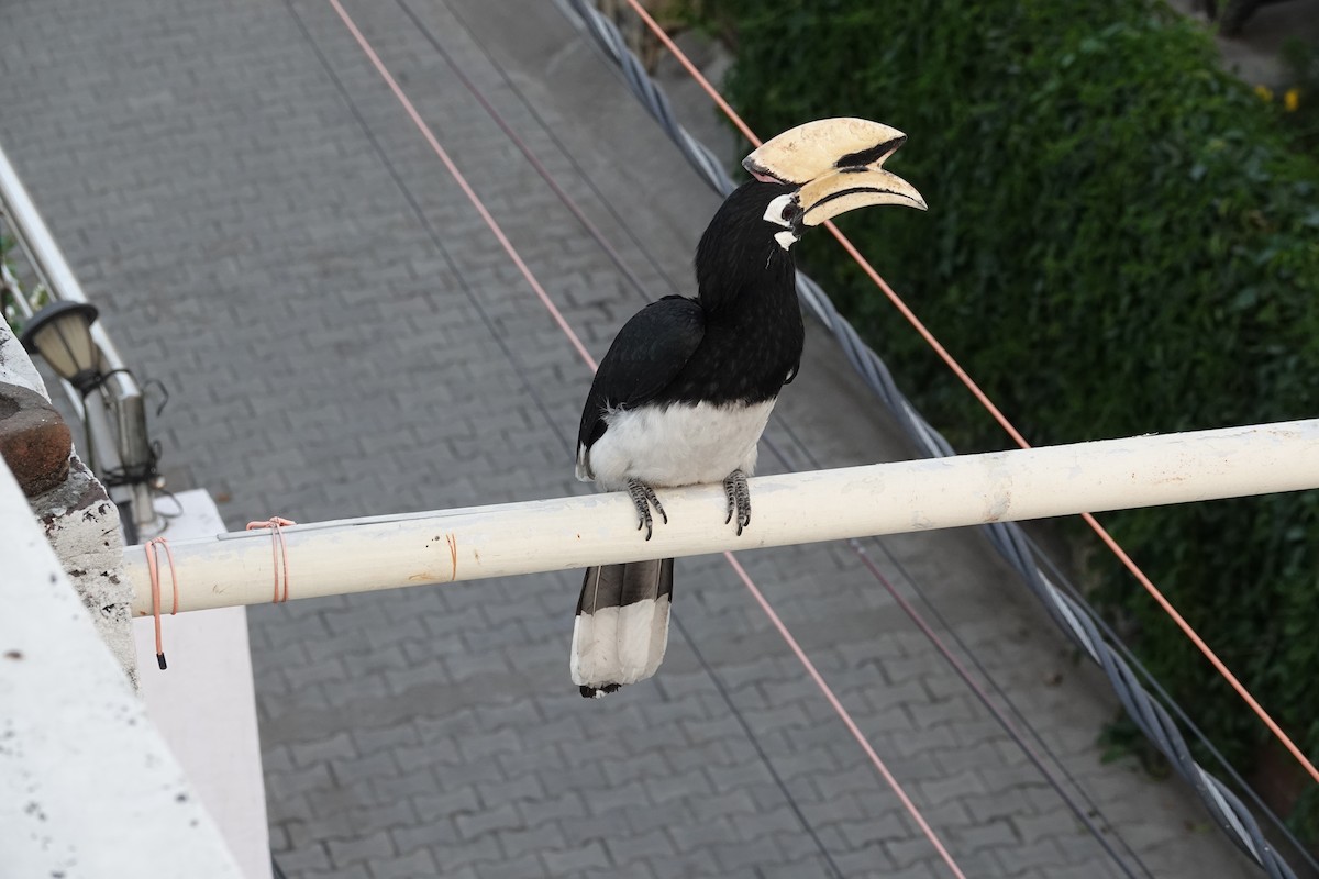 Oriental Pied-Hornbill - ML659254167