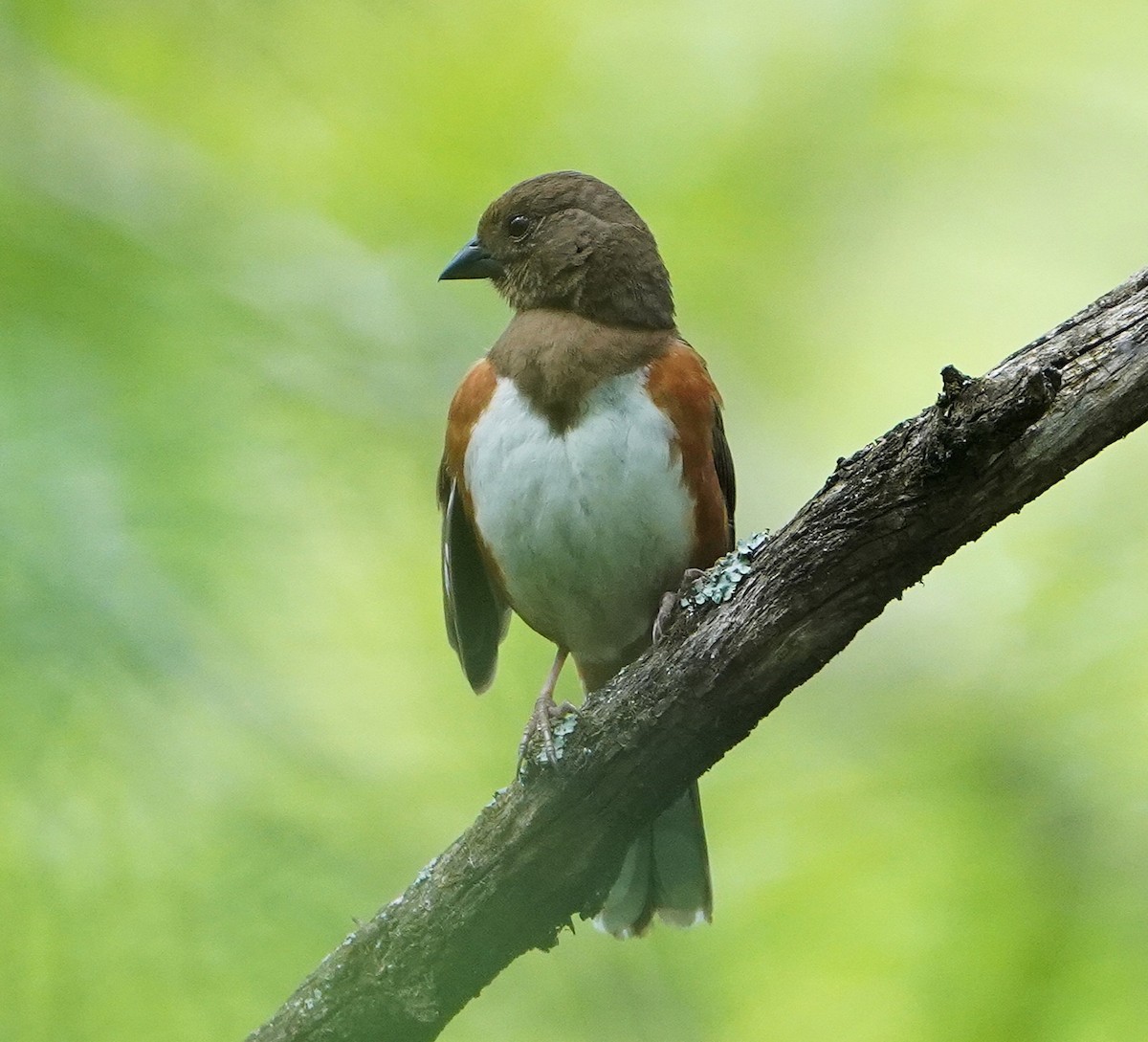 Eastern Towhee - ML659254172
