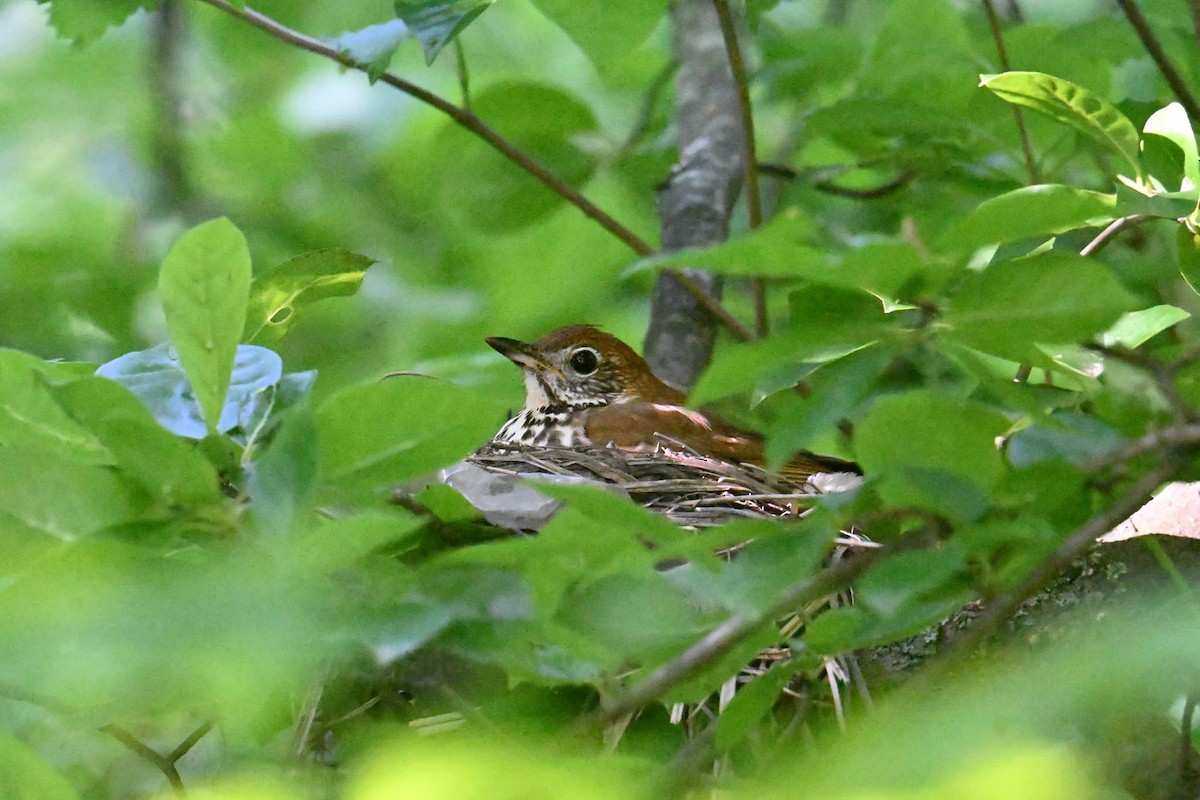 Wood Thrush - ML659254174
