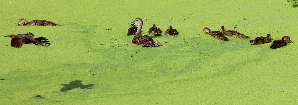 Mottled Duck - ML659254176