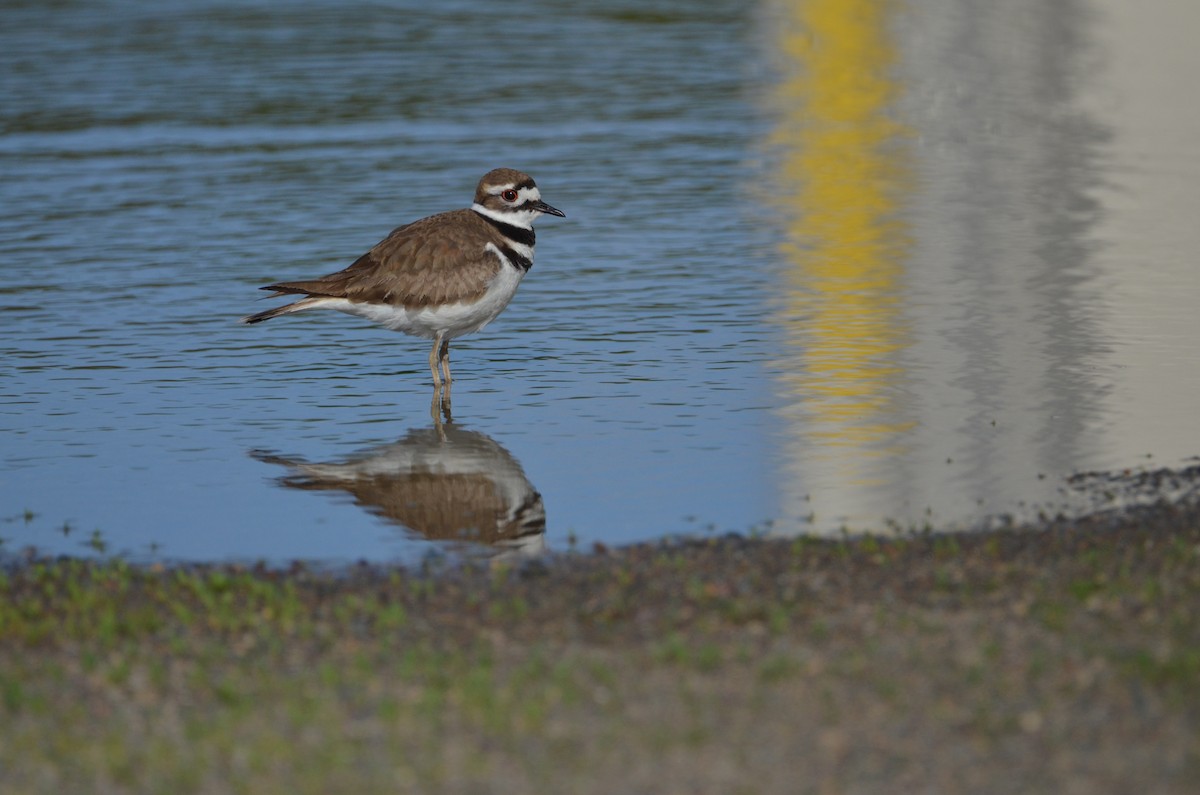 Killdeer - ML659254178