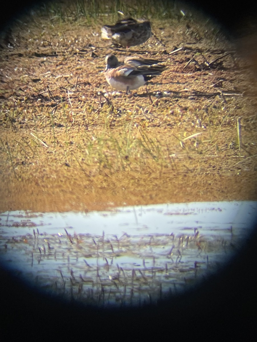 American Wigeon - ML659254188