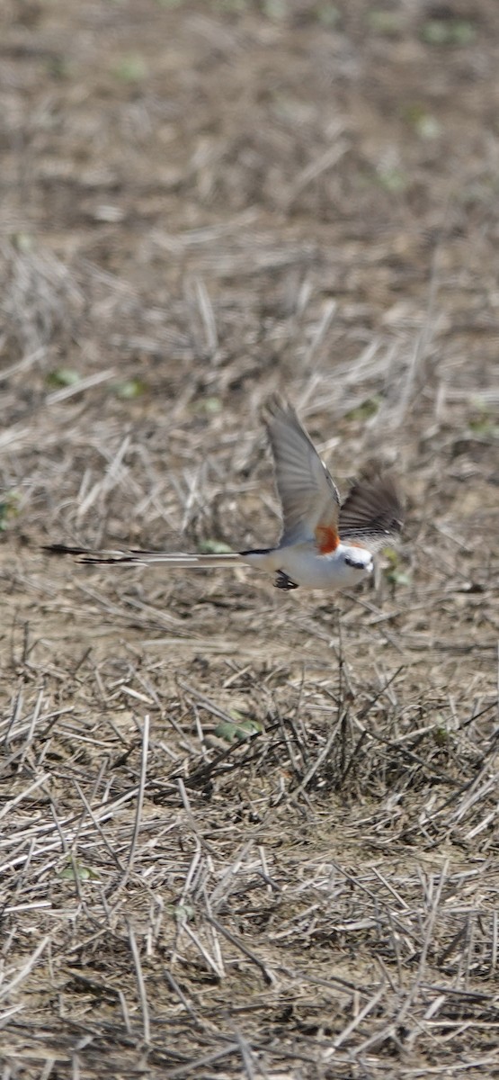 Scissor-tailed Flycatcher - ML659254192