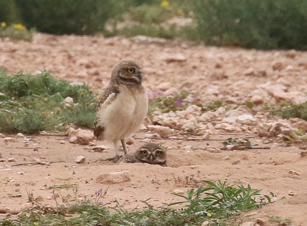 Burrowing Owl - ML659254202