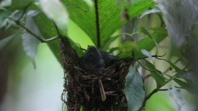 Salvadori's Antwren - ML659254254