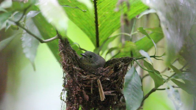 Salvadori's Antwren - ML659254258