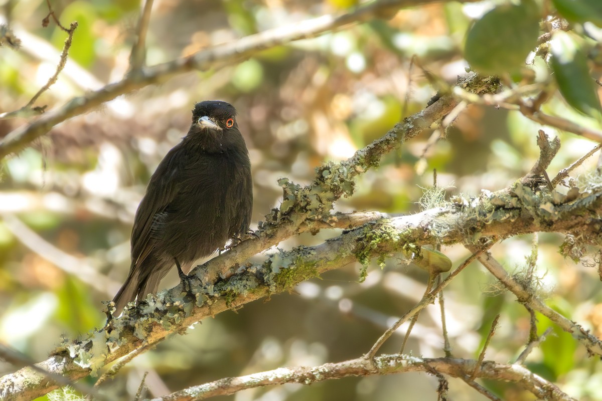 eBird Checklist - 14 Feb 2026 - Aiuruoca—Vale do Matutu - 34 species