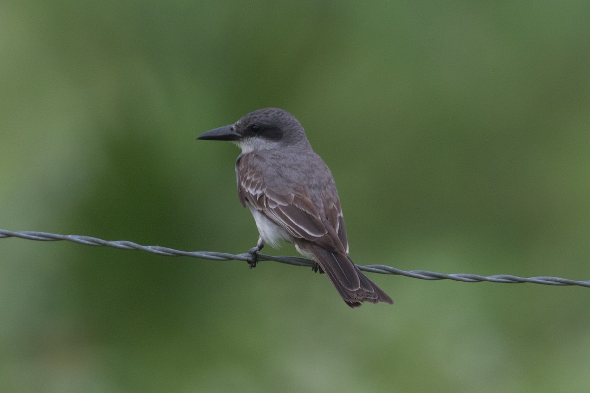 Gray Kingbird - ML659255105