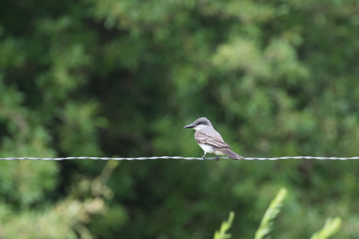 Gray Kingbird - ML659255132