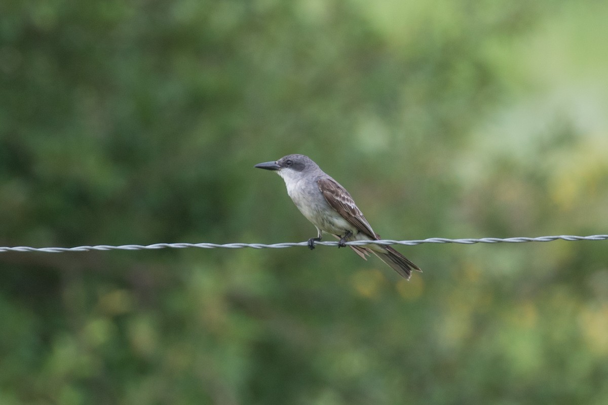 Gray Kingbird - ML659255138