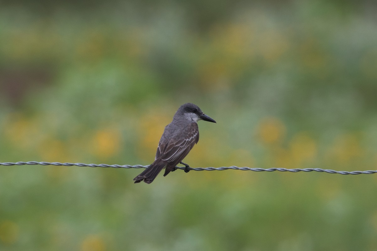Gray Kingbird - ML659255145