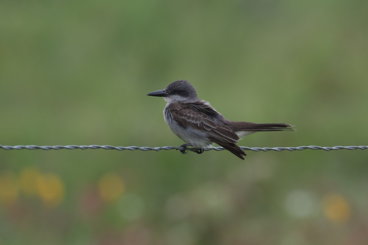 Gray Kingbird - ML659255154