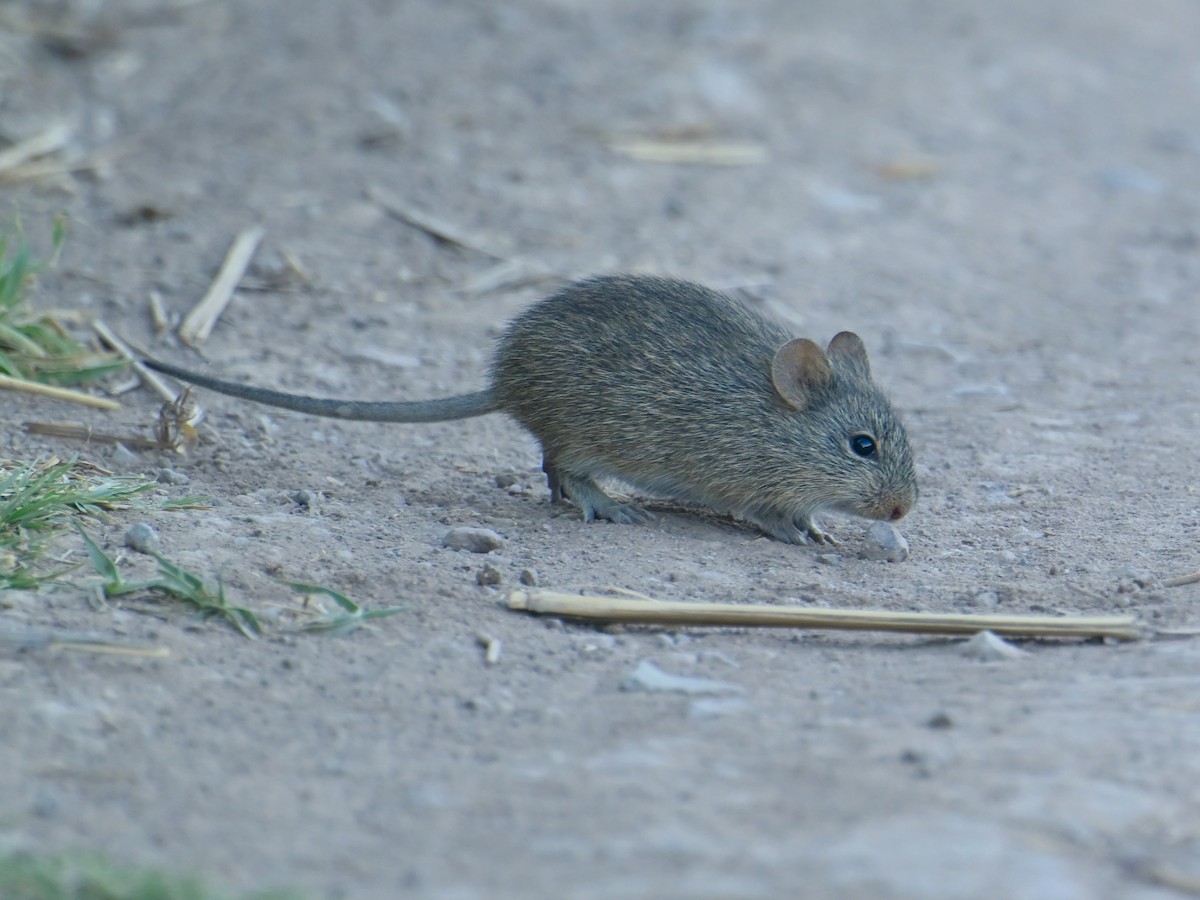 Arizona Cotton Rat - ML659255239
