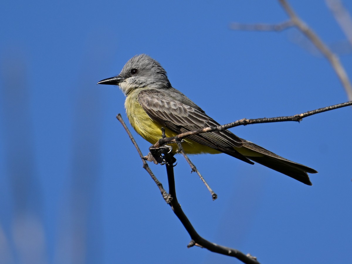 Tropical Kingbird - ML659255380