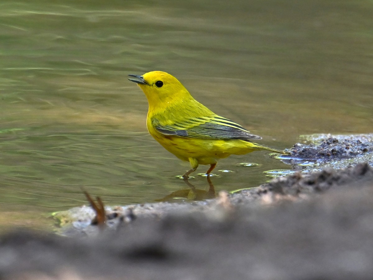 Northern Yellow Warbler - ML659255414
