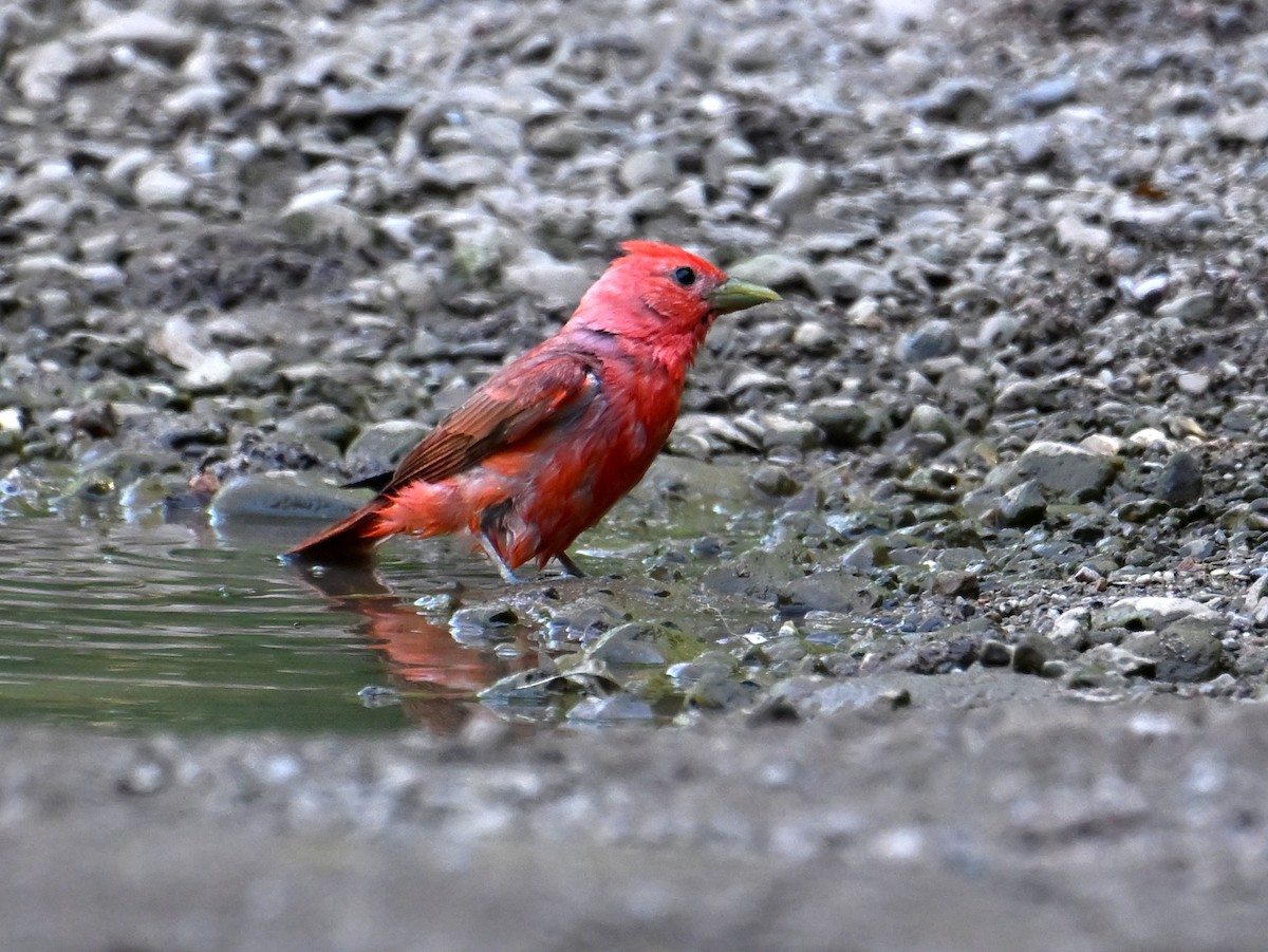 Summer Tanager - ML659255426