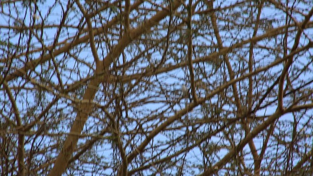 セグロフクレヤブモズ - ML659255535