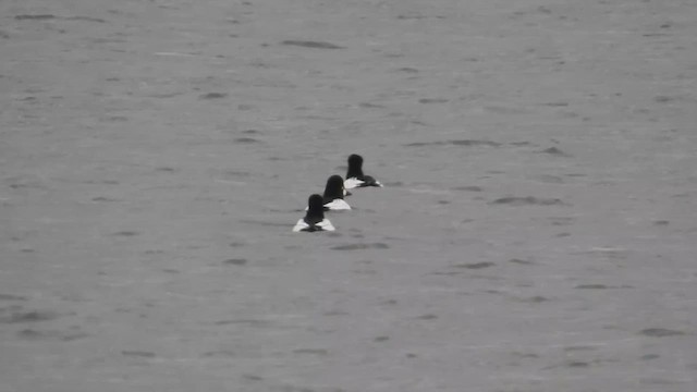 Common Goldeneye - ML659255858