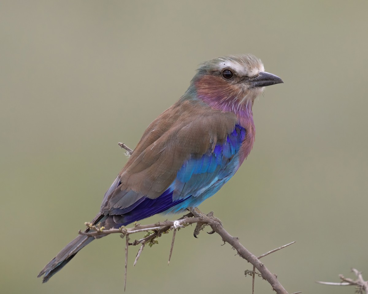 Lilac-breasted Roller - ML659255975