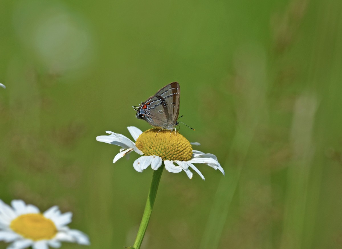 Banded Hairstreak - ML659256495