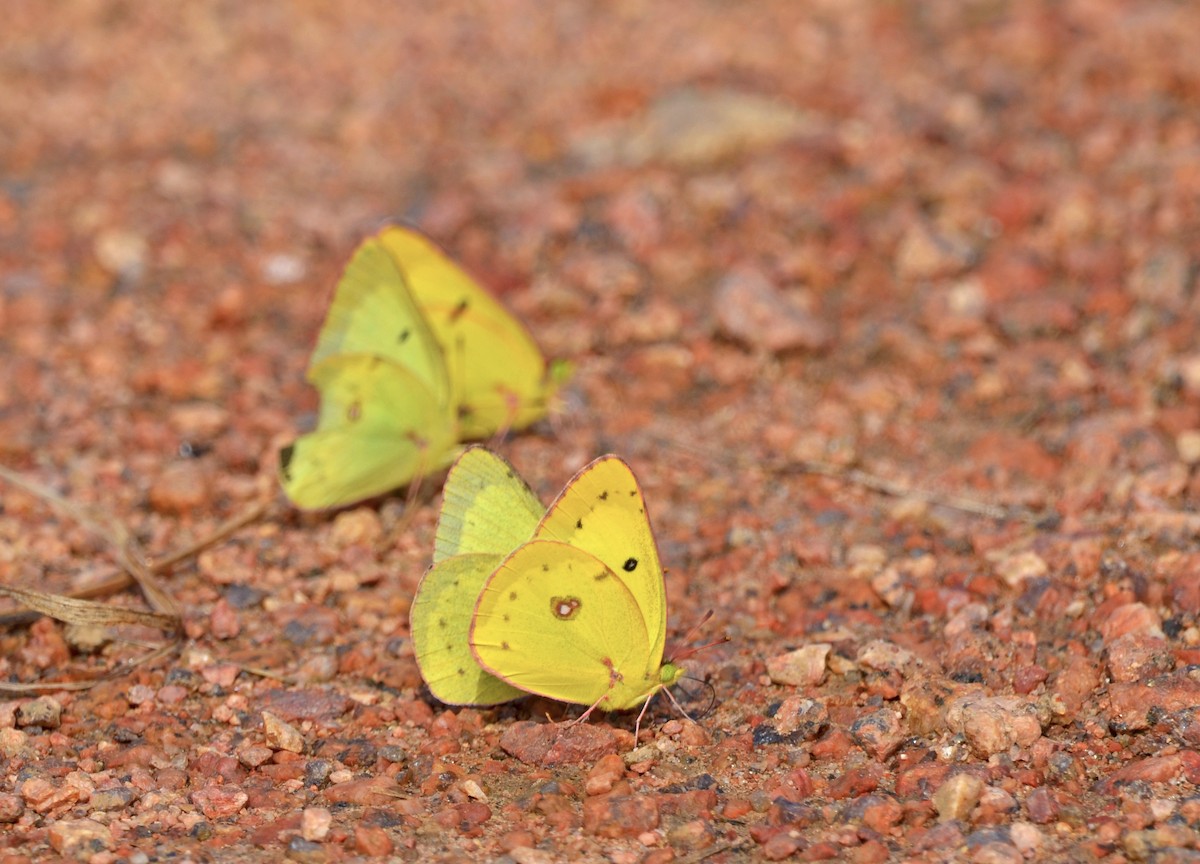 Clouded Sulphur - ML659257067