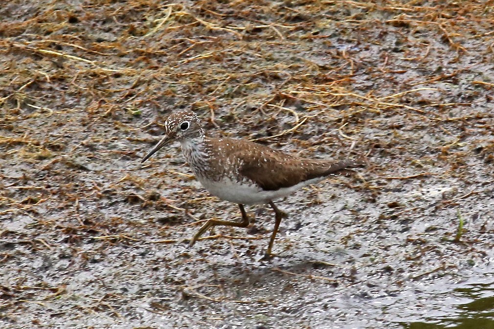 Solitary Sandpiper - ML65925711