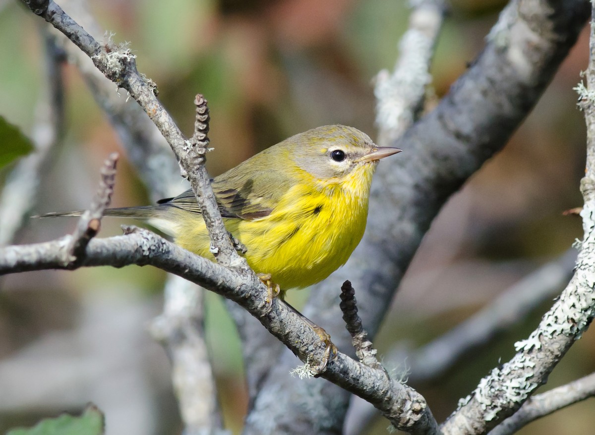 Prairie Warbler - ML65925751