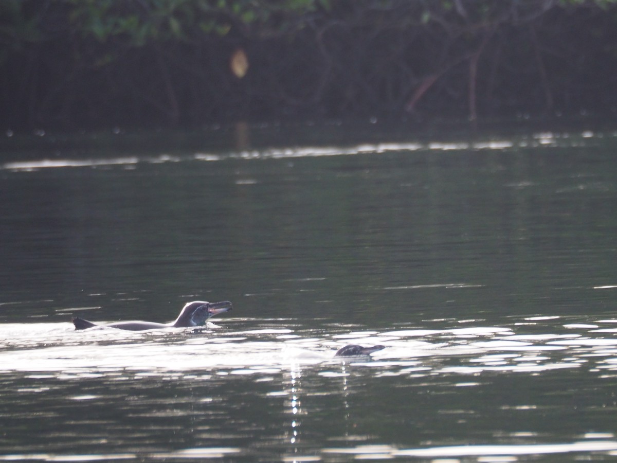 Galapagos Penguin - ML659257684