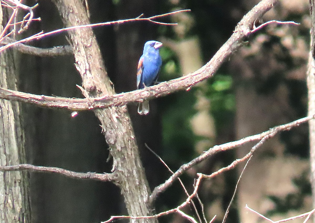 Blue Grosbeak - ML659257697