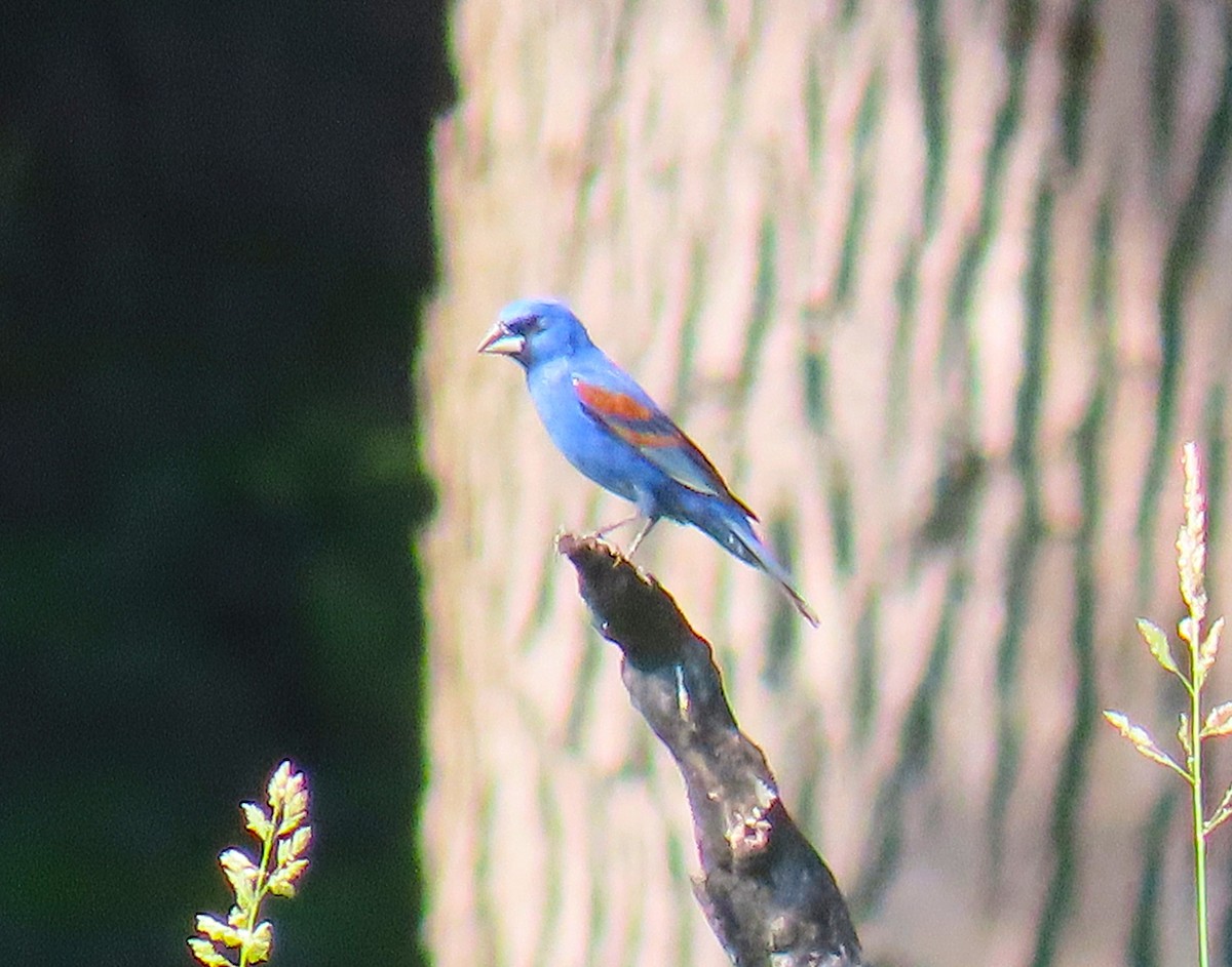 Blue Grosbeak - ML659257713