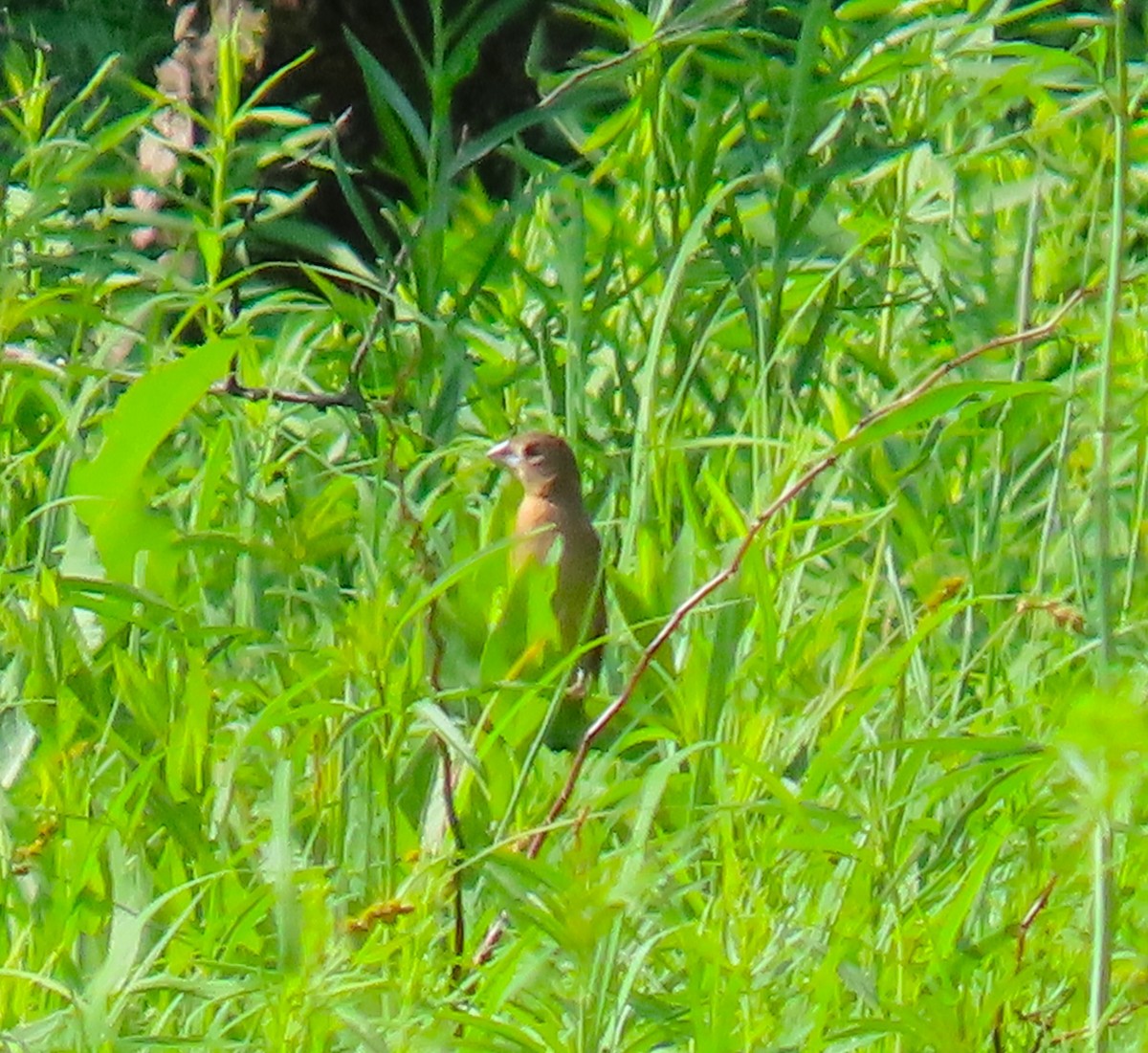 Blue Grosbeak - ML659257722