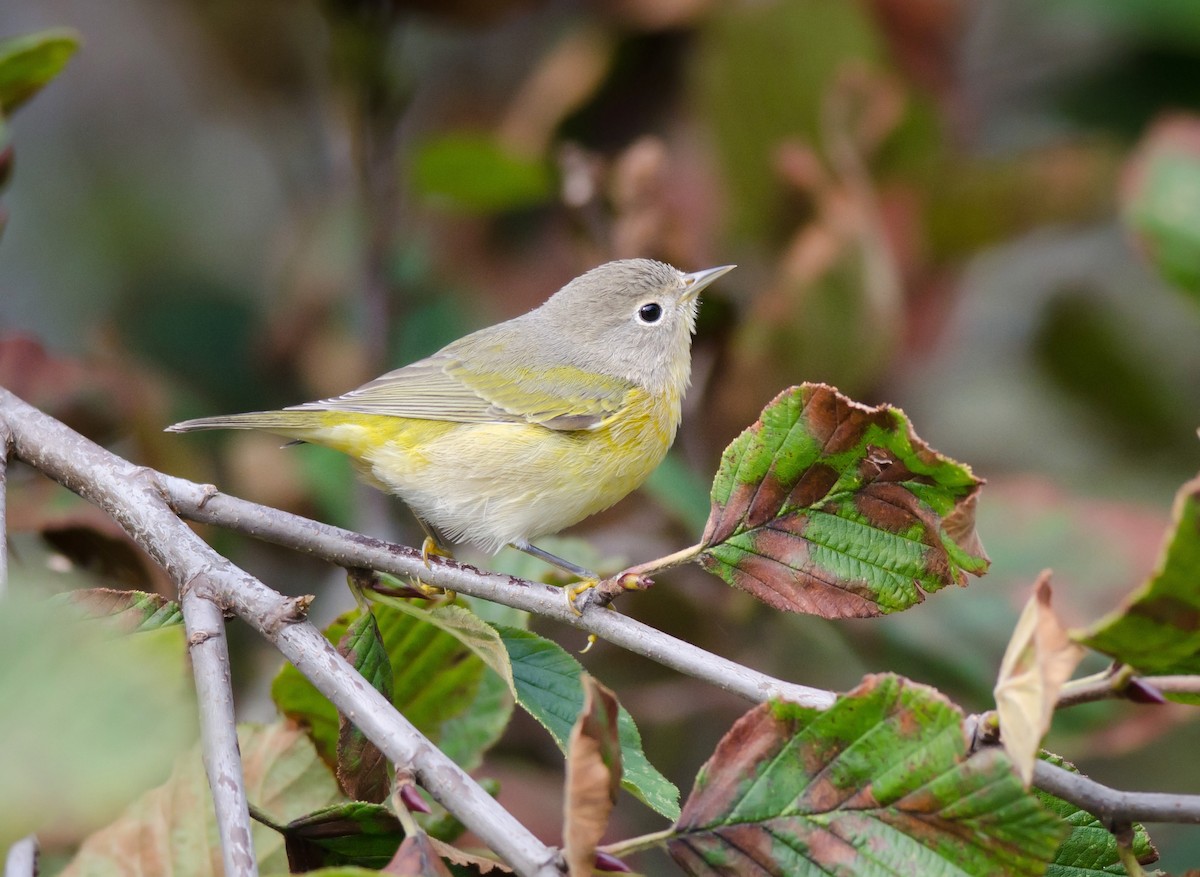 Nashville Warbler - ML65925841